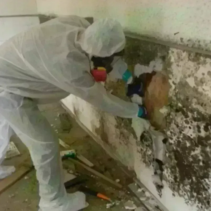 Best Mold Remediation and Removal Service in Blue Mound, TX